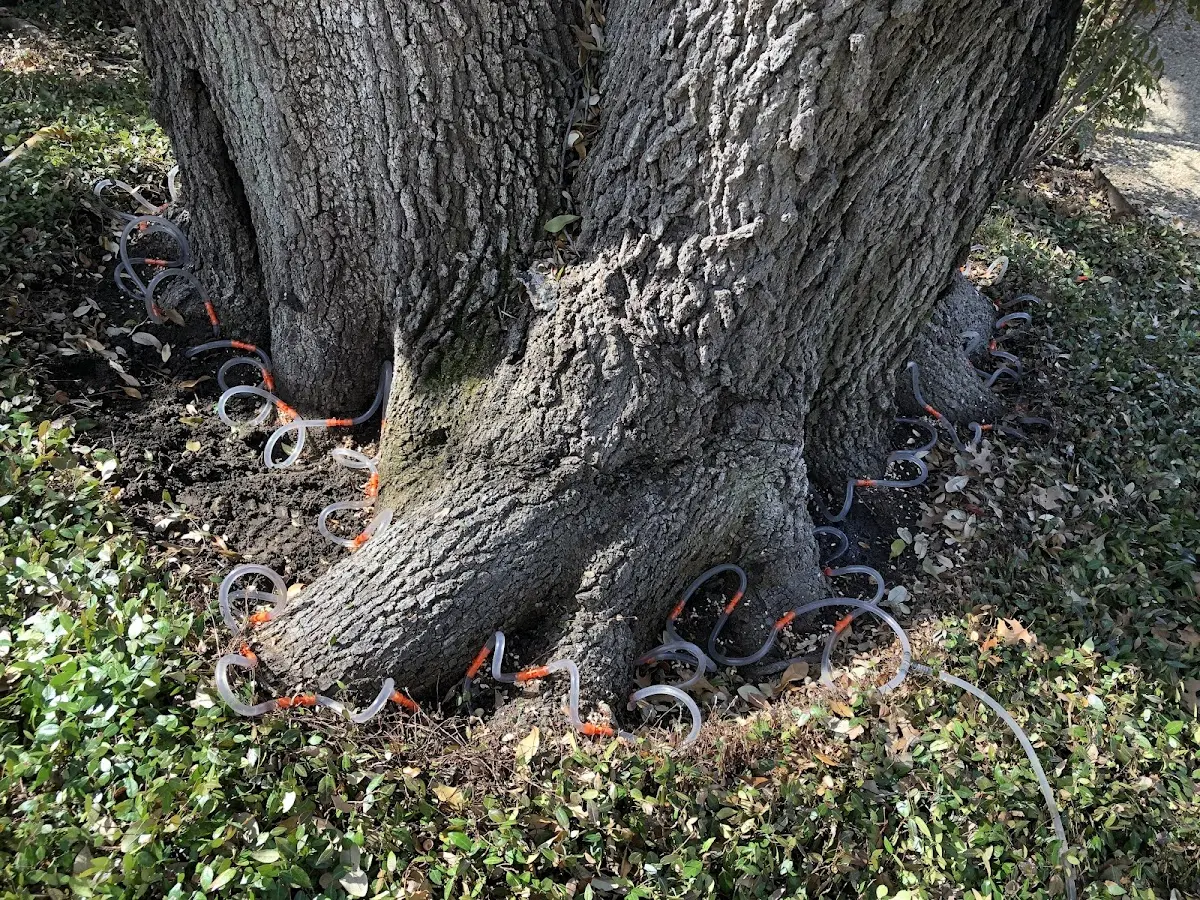 Detailed Tree Cabling and Bracing job site in Wylliesburg