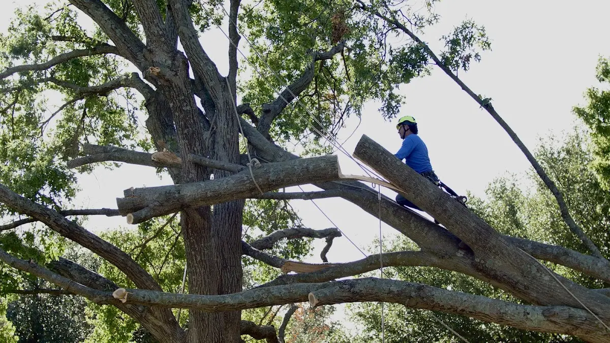Professional Crown Thinning performed by certified arborists in Wylliesburg