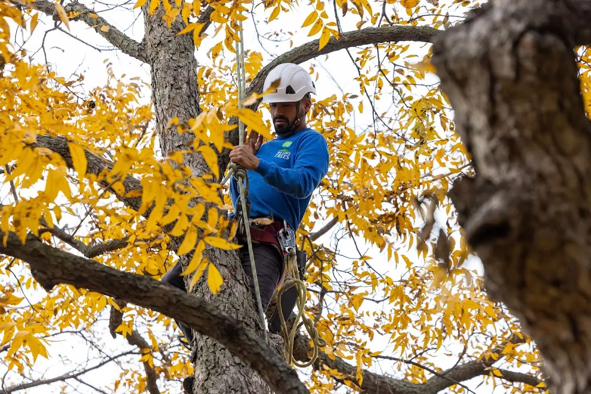 Skilled Tree Pruning crew working in Wylliesburg