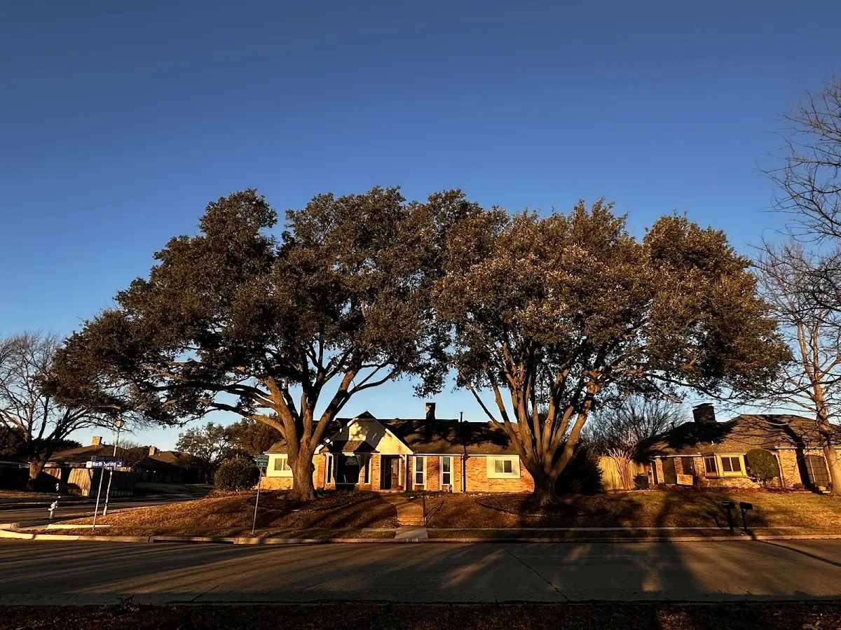 Established residential canopy tree shading a home in Wylliesburg